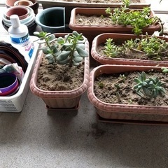 【無料】多肉植物、プランター、植木鉢譲ります 