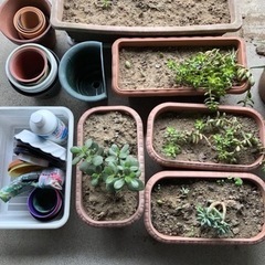【無料】多肉植物、プランター、植木鉢譲ります の画像