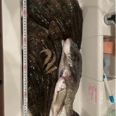 ルアー釣りする方釣行を共にしたいです