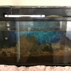熱帯魚用水槽  一式  引き取り相手が決まりました！の画像