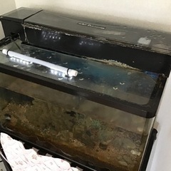 熱帯魚用水槽  一式  引き取り相手が決まりました！の画像