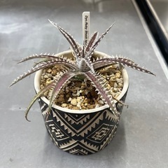 ディッキア Ruby Shock Spine