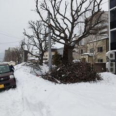 2/8 【枝拾い他】のアルバイトの画像