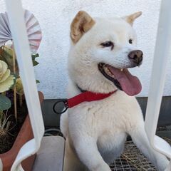 繁殖家さんから来ました、白柴犬のビアンコです。