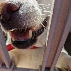 繁殖家さんから来ました、白柴犬のビアンコです。 - 武蔵村山市