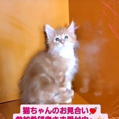 3/3(日)譲渡会♪10月生メインクーン♂レッドタビー＆ホワイト...