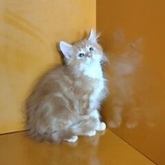 3/3(日)譲渡会♪10月生メインクーン♂レッドタビー＆ホワイト(⋈◍＞◡＜◍)。✧♡  - 大田区