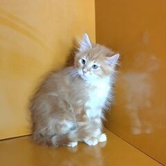 3/3(日)譲渡会♪10月生メインクーン♂レッドタビー＆ホワイト(⋈◍＞◡＜◍)。✧♡  - 猫