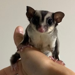 フクロモモンガ ノーマルhetクリミノ50%posshetリューシ♂