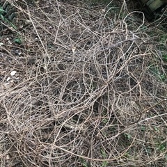 藤の木のカズラ
