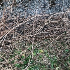 藤の木のカズラの画像