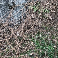 藤の木のカズラの画像