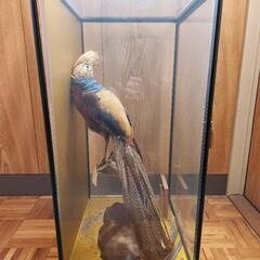 剥製　金鶏の画像