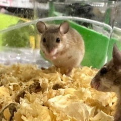 アフリカチビネズミ
