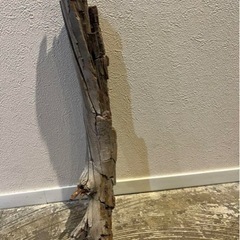 白樺　流木　しらかば