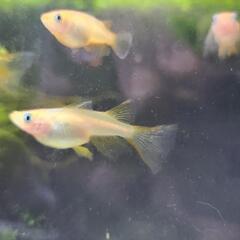 メダカ　めだか　東天光