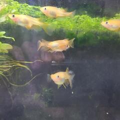 メダカ　めだか　東天光の画像