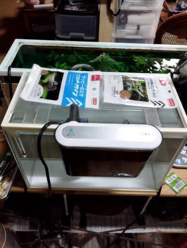 グッピー（値下げしました）