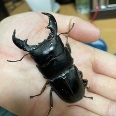 スマトラオオヒラタクワガタ(インドネシア、アチェ産)の画像
