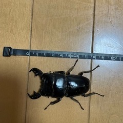 スマトラオオヒラタクワガタ(インドネシア、アチェ産)の画像