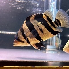 ダトニオ プラスワンリアルバンド