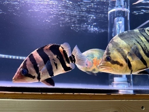 ダトニオ　プラスワンリアルバンド