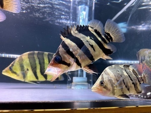 ダトニオ　プラスワンリアルバンド
