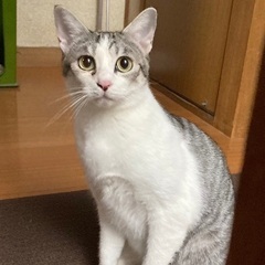 野良ちゃん姉妹で保護しました☆どらみ　メス　１才