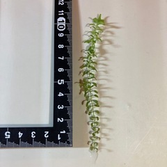 【🌱水草、値下げ❗️】パールグラスの画像