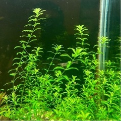 【🌱水草、値下げ❗️】パールグラス