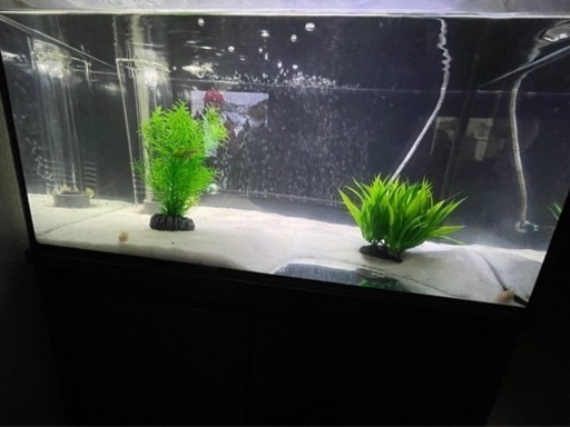 60cm水槽オーバーフロー式