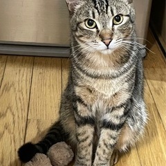 素敵なご家族と出会えました☆レモン君 - 市原市