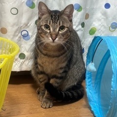 素敵なご家族と出会えました☆レモン君 - 猫
