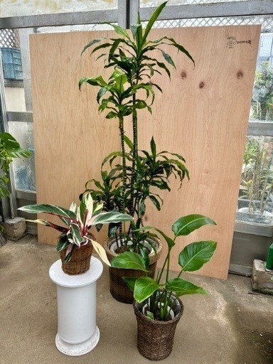 観葉植物 大中小3点セット <仮止中>