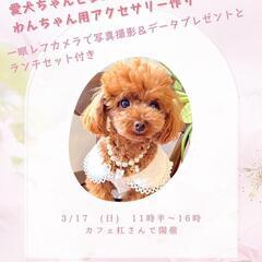 【お申込期限:3/8まで】トイプードルオフ会にも^⁠_⁠^【滋賀...