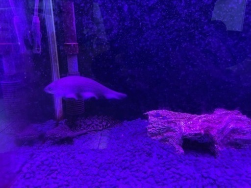 60規格水槽  熱帯魚生体（ポリプテルスデルヘッジ、アフリカンナイフフィッシュ、ブルーフィンプレコ）まとめ売り  手渡し限定