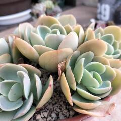 多肉植物　ピーチプリデ　