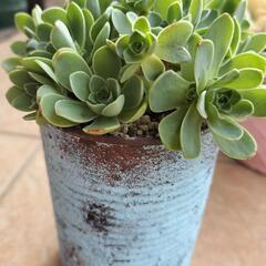 多肉植物　ドドランタリス