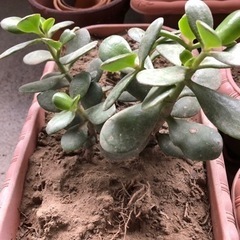 【無料】多肉植物、プランター、植木鉢譲ります の画像