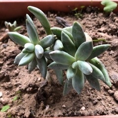 【無料】多肉植物、プランター、植木鉢譲ります の画像
