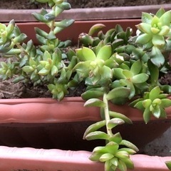 【無料】多肉植物、プランター、植木鉢譲ります の画像