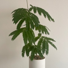 エバーフレッシュ　観葉植物