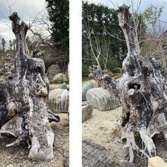 妖精さんが棲んでいそうな大きな木の根っこの画像