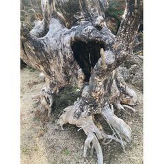 妖精さんが棲んでいそうな大きな木の根っこの画像