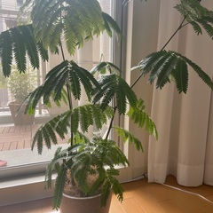 エバーフレッシュ　2株　観葉植物