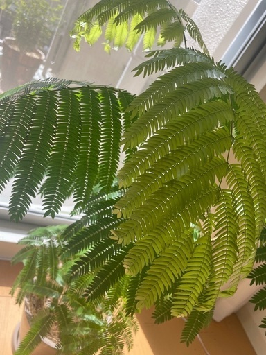 エバーフレッシュ 2株 観葉植物