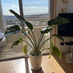 【観葉植物】オーガスタ、ストレリチア・ニコライ