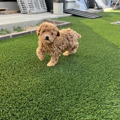 プードル　とても元気な子犬　２か月
