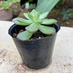 多肉植物🪴マッコスの画像