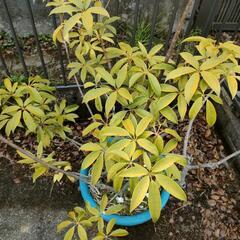 植木